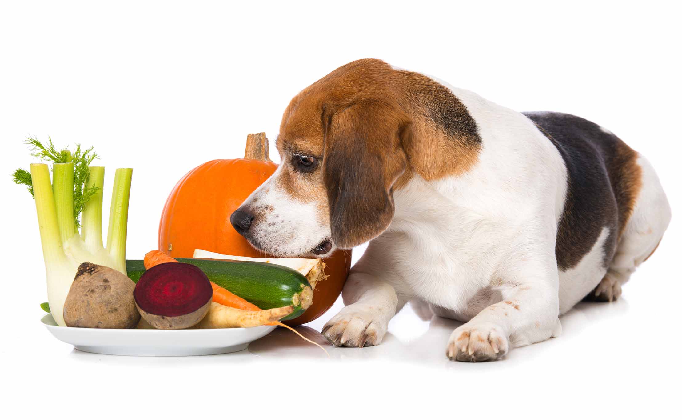 2024����ҽʳ��ʦ��֤��CVFT��